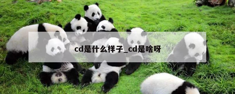 cd是什么样子_cd是啥呀